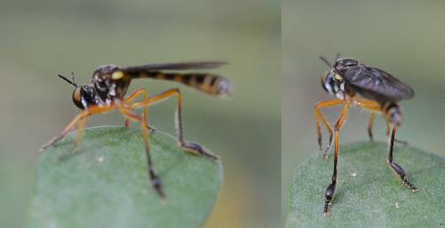 Dioctria bicincta